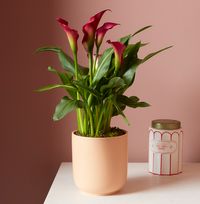 Tap to view Calla Lily With Pot