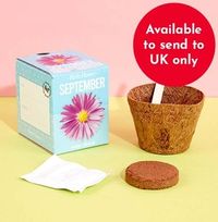 Tap to view September Grow Your Own Birth Flower Kit - Aster