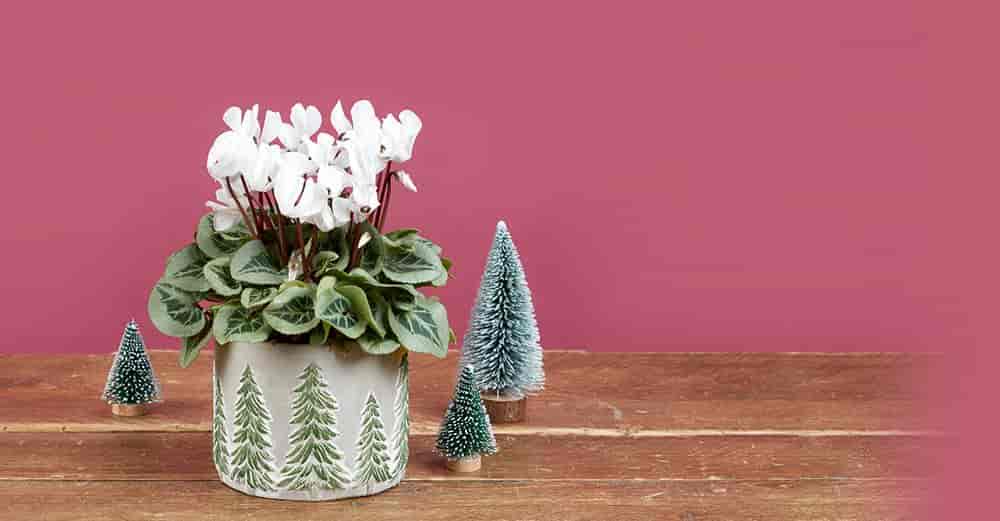 Send Plants & Flowers Online Next Day Delivery Funky Pigeon