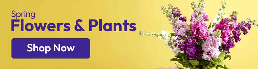 Spring Flowers and Plants