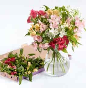 Flowers & Plants
