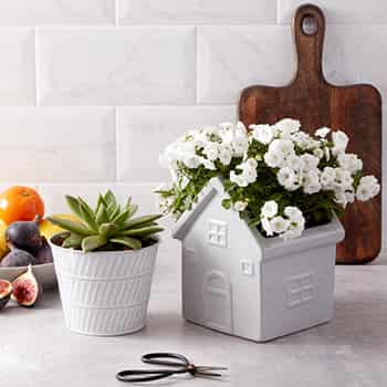 Flowers & Plants