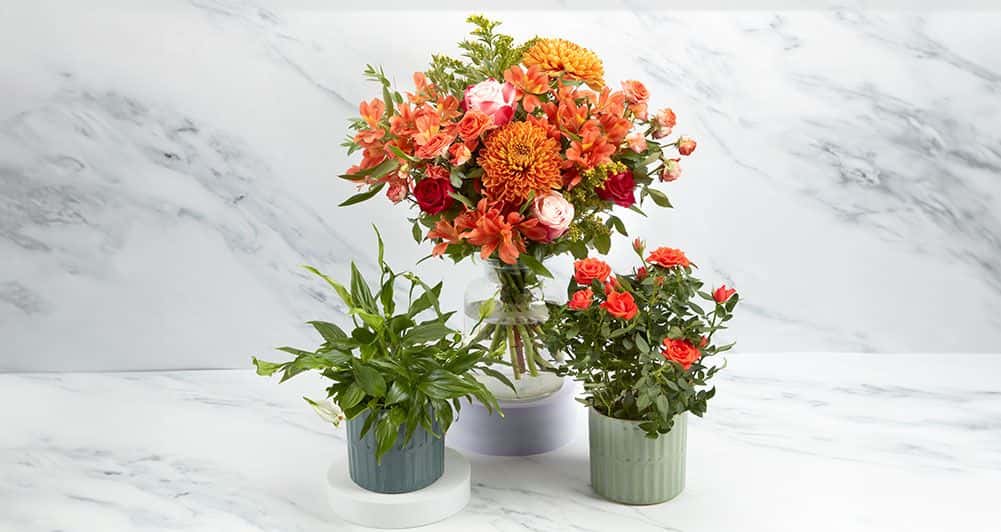 Send Plants & Flowers Online Next Day Delivery Funky Pigeon