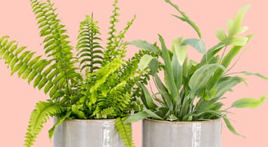 Plants
