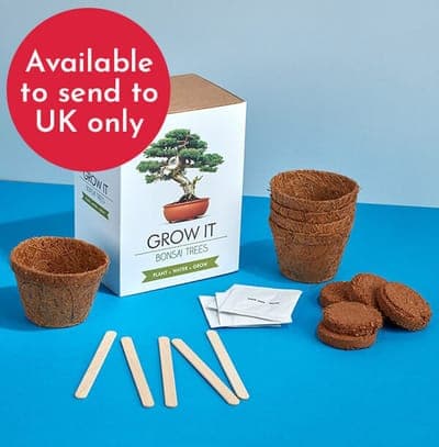 Bonsai Tree Grow It Kit