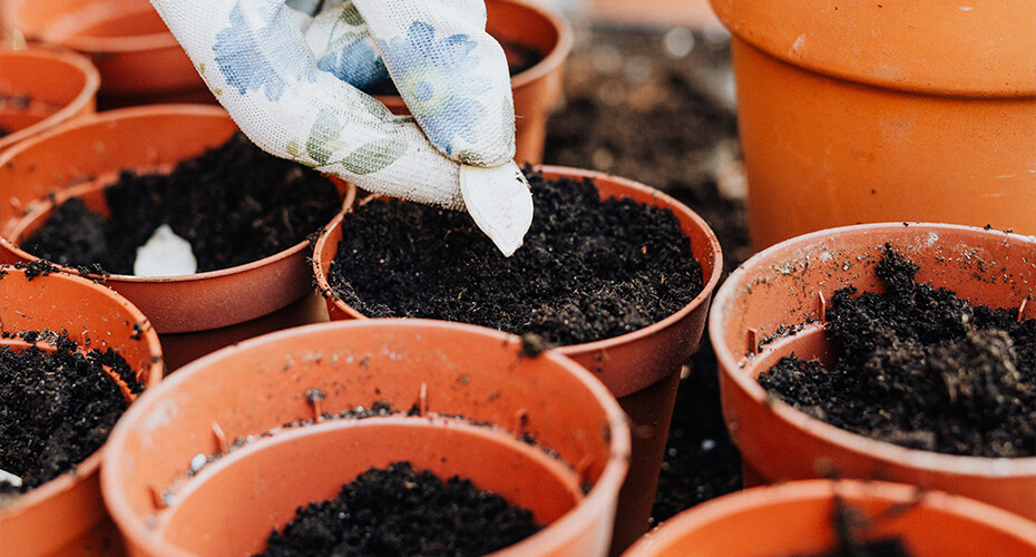 planting seeds