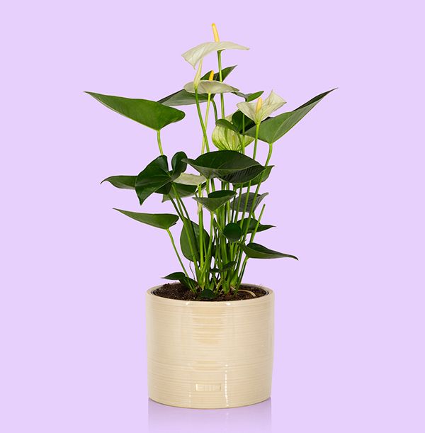 Product image gallery_0