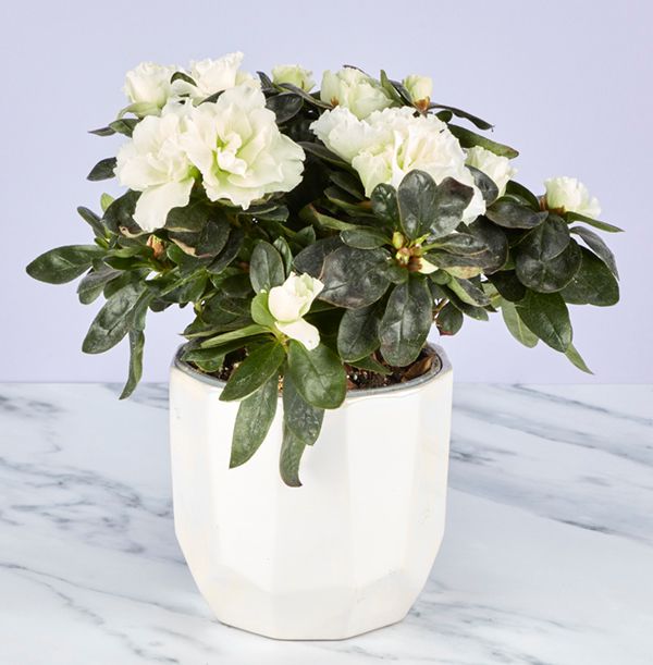 product image gallery_0