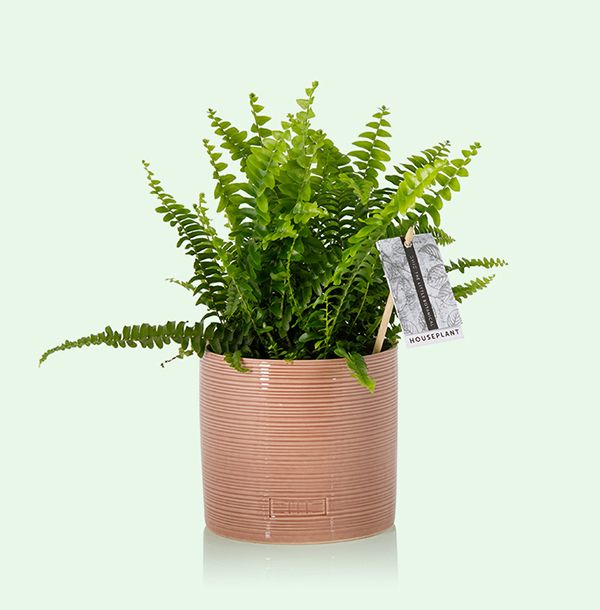 Product image gallery_0