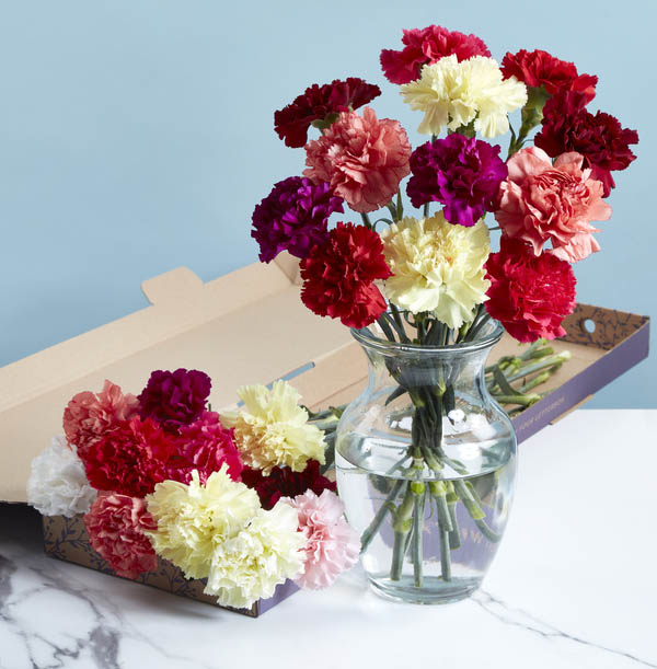 The Bright Letterbox Carnations - £19.99
