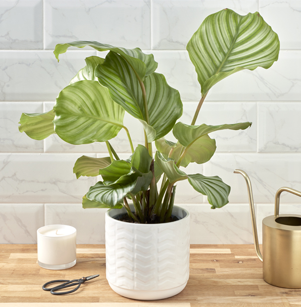 Calthea And Ceramic Pot Set