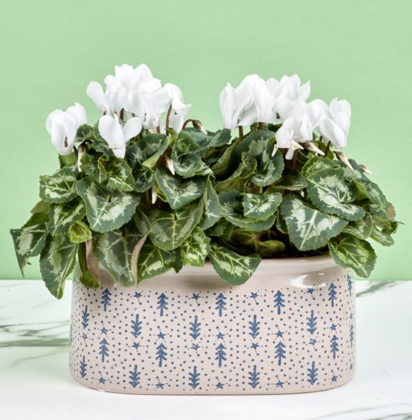 product image gallery_0