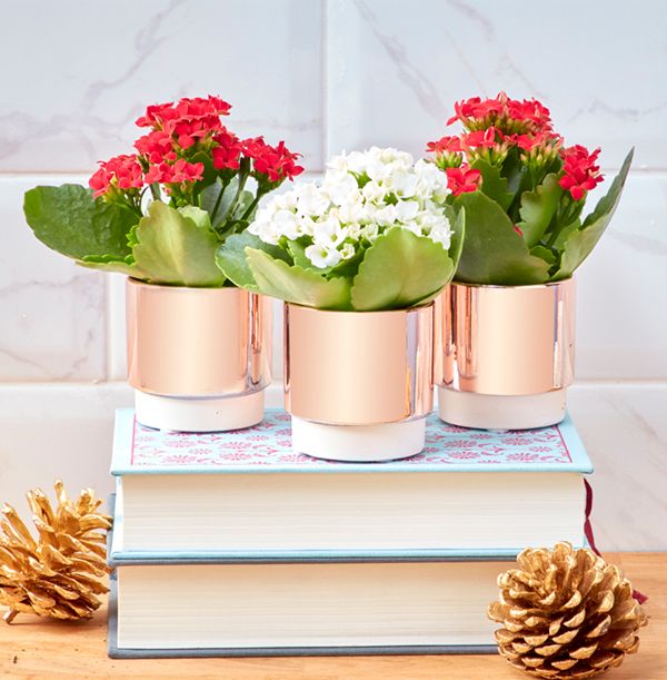 product image gallery_0