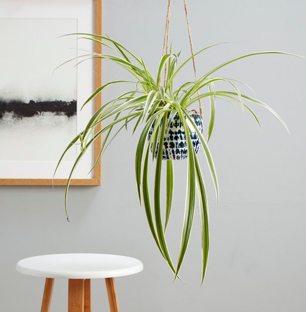 Hanging Spider Plant Funky Pigeon