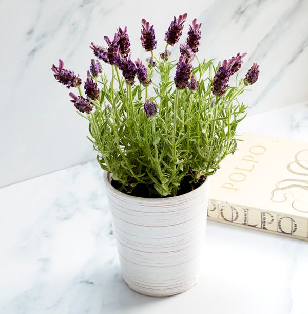 product image gallery_0