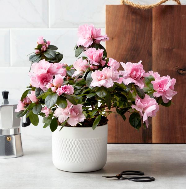 product image gallery_0