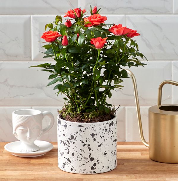 product image gallery_0