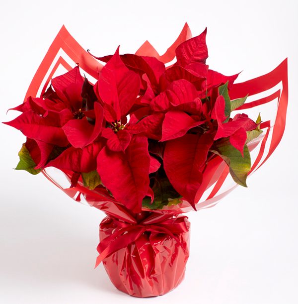 product image gallery_0