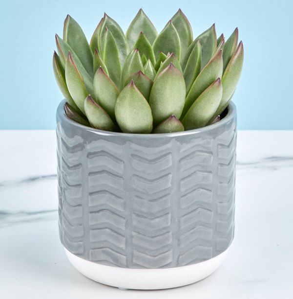 product image gallery_0