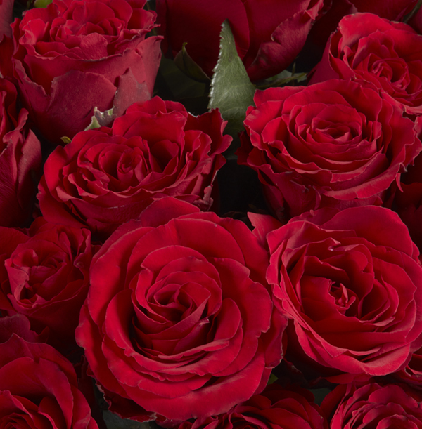 50 red roses sales