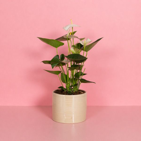 Product image gallery_1