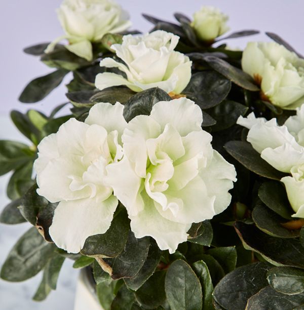 product image gallery_1