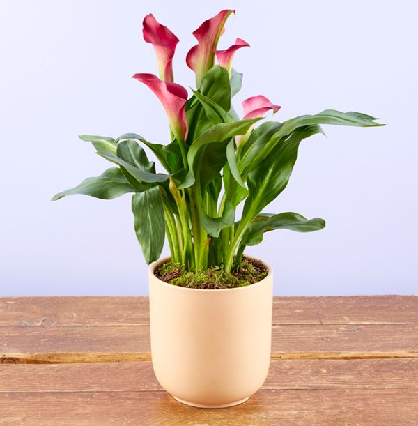 product image gallery_1