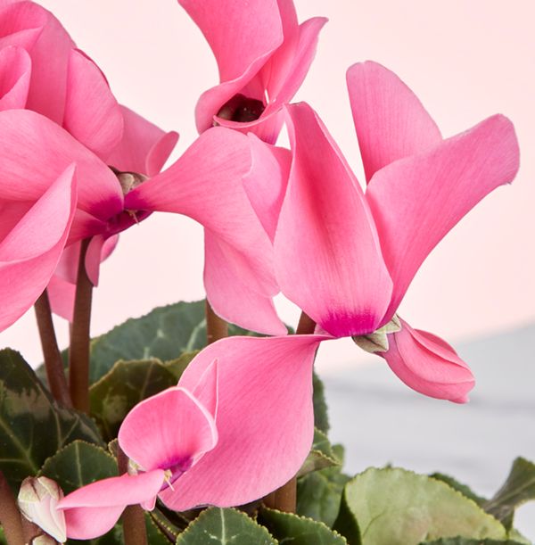 product image gallery_1