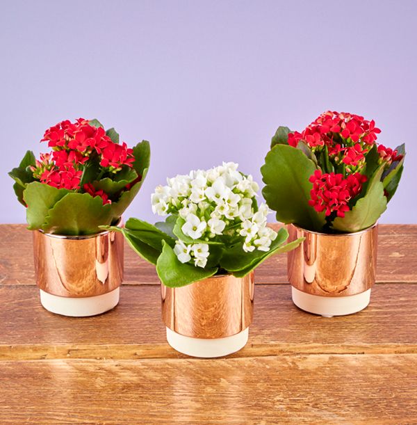 product image gallery_1