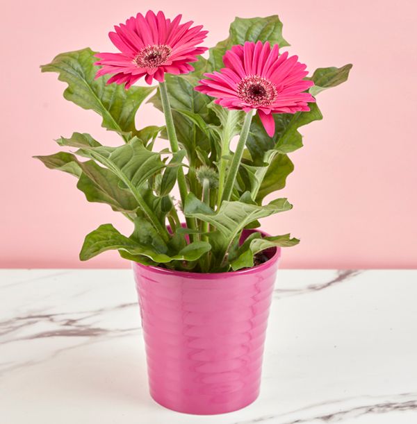product image gallery_1