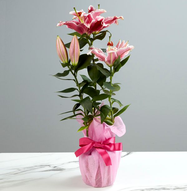 product image gallery_1