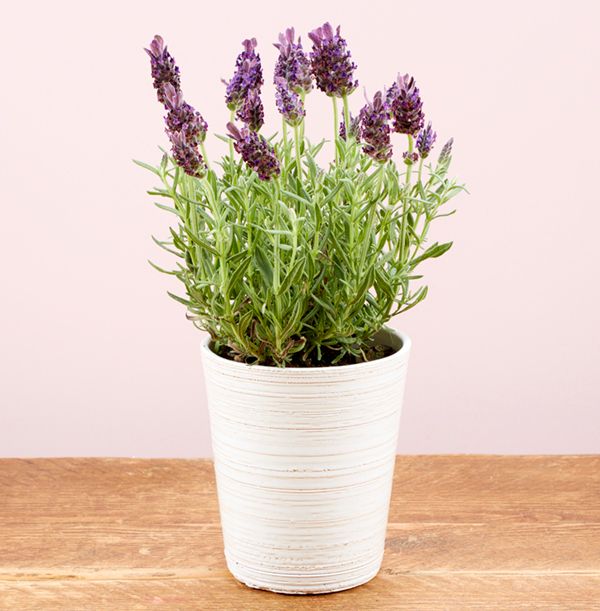 product image gallery_1