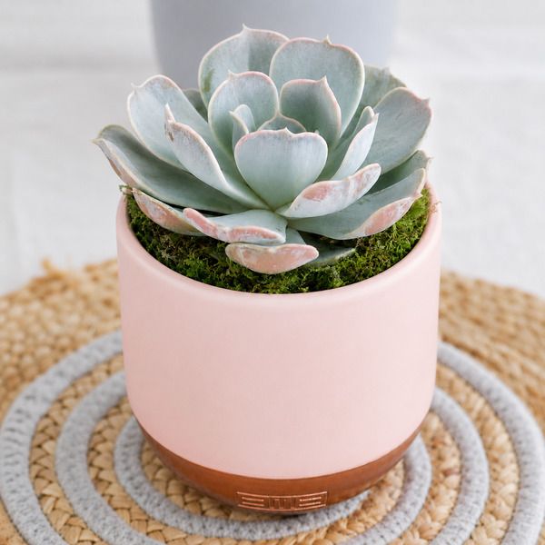 Product image gallery_1