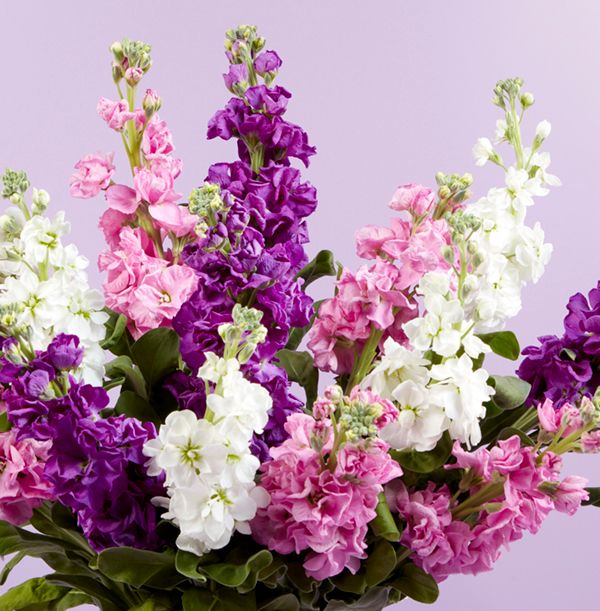 product image gallery_1