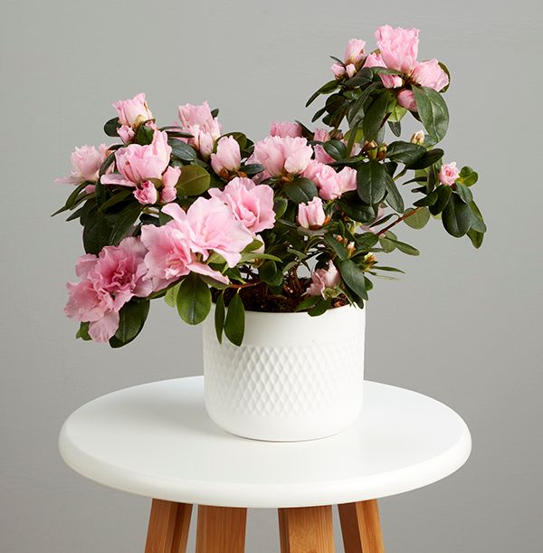 product image gallery_1