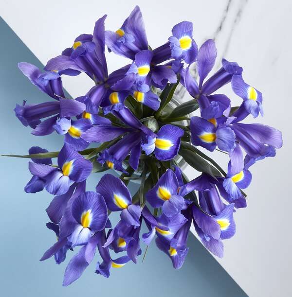 The Blue Iris Letterbox - £18.99
