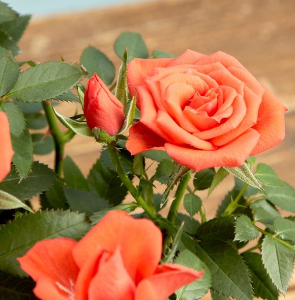 product image gallery_1