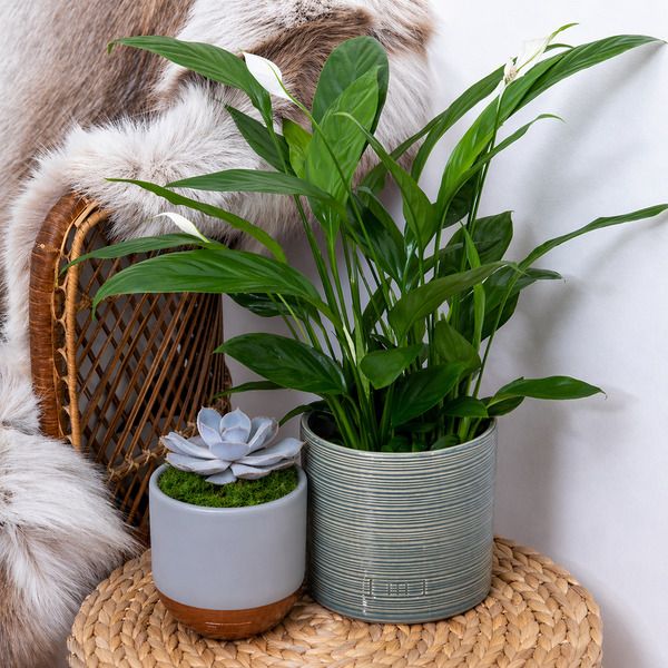Product image gallery_1
