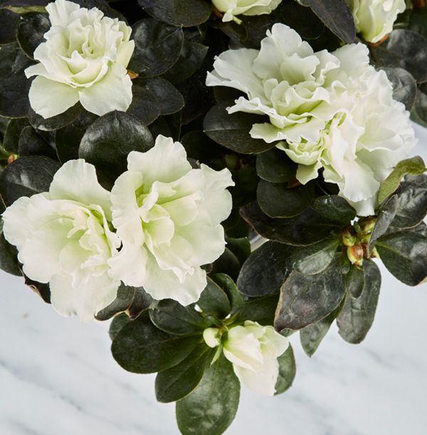product image gallery_2