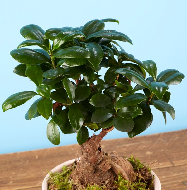 product image gallery_2