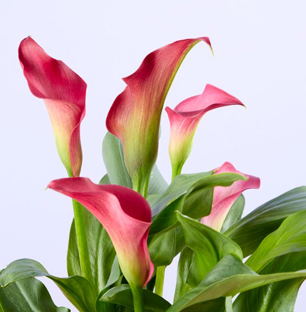 product image gallery_2