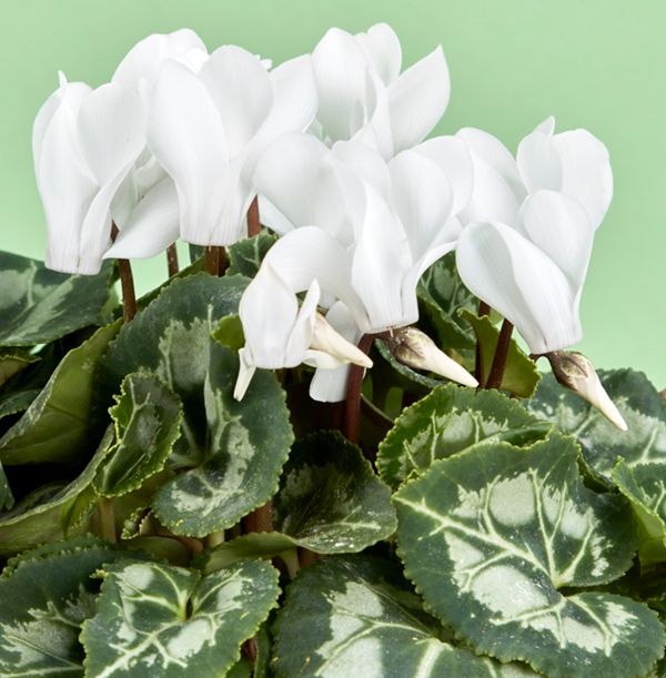 product image gallery_2