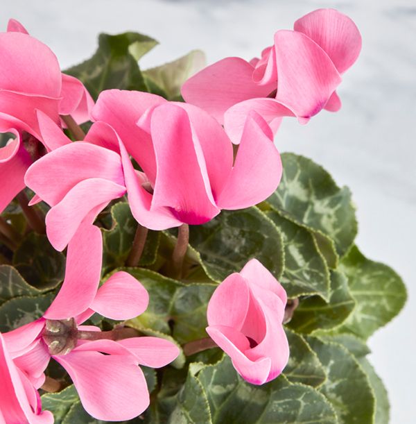 product image gallery_2