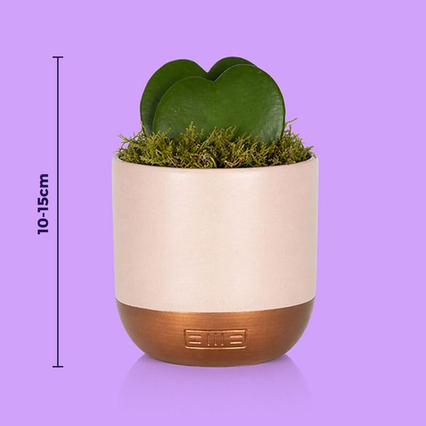 Product image gallery_2