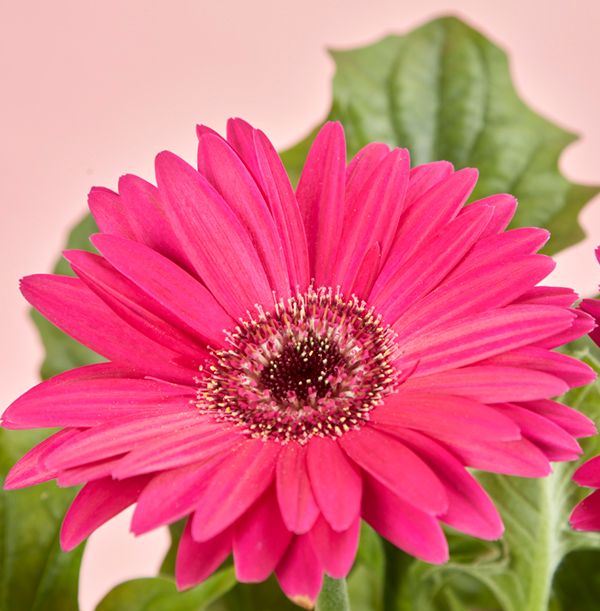 product image gallery_2