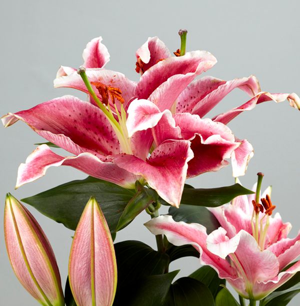 product image gallery_2