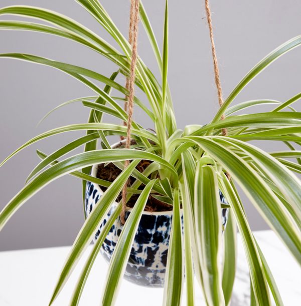 Hanging Spider Plant Funky Pigeon