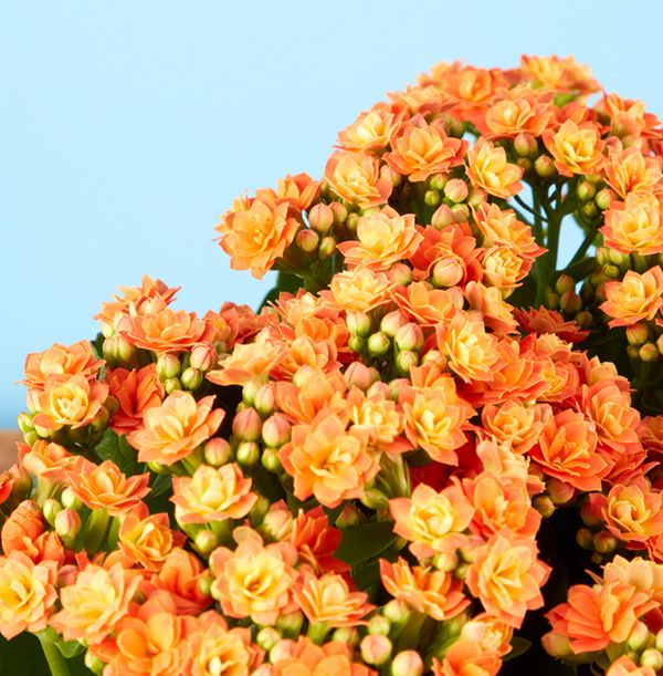 product image gallery_2