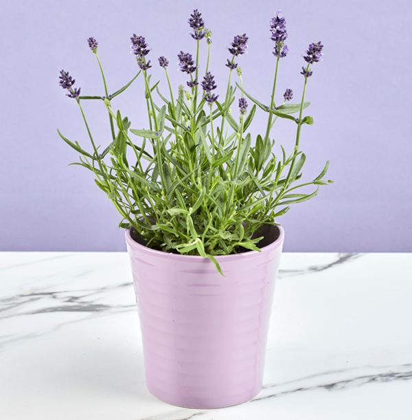 product image gallery_2