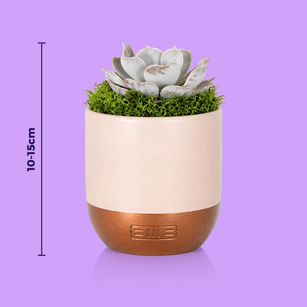 Product image gallery_2